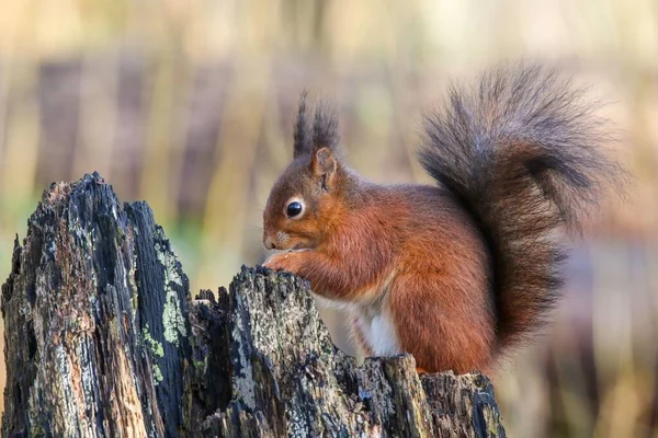 Eine Nahaufnahme Eines Niedlichen Winzigen Flauschigen Eichhörnchens Das Hinter Einem — Stockfoto