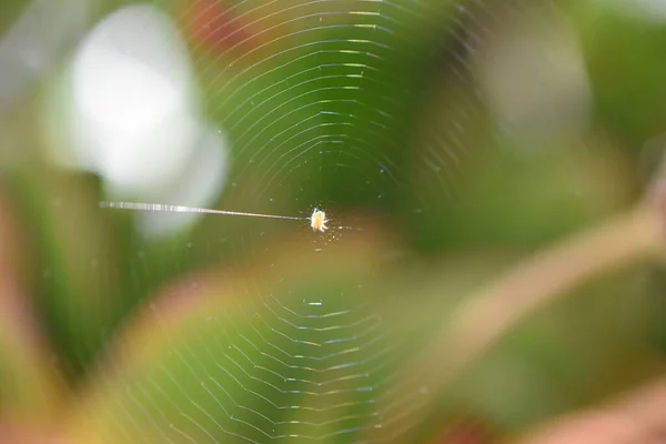 Selektiver Fokus Einer Winzigen Spinne Auf Dem Netz Einem Feld — Stockfoto