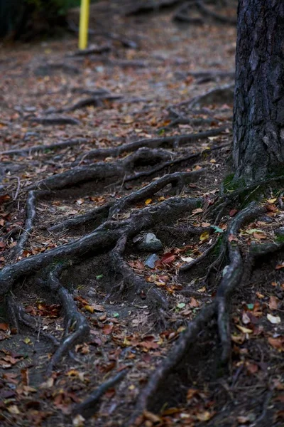 Вибірка Коренів Дерев Лісі — стокове фото