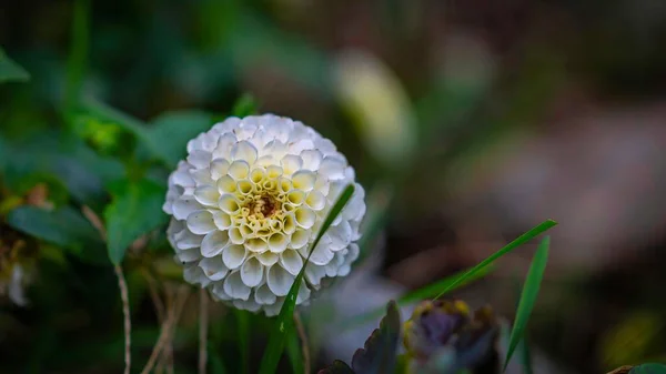 Крупним Планом Знімок Білої Квітки Далії Саду — стокове фото