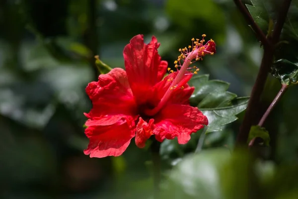 Krásný Výhled Červenou Tropickou Květinu Slunci — Stock fotografie