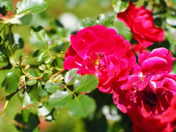 Eine Nahaufnahme Von Roten Gartenrosen Einem Garten Umgeben Von Grünen — Stockfoto