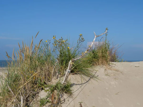 Ein Stück Gras Auf Einer Sanddüne Unter Klarem Himmel Auf — Stockfoto