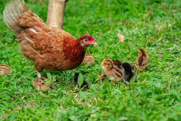 Isa Brown Chicken Grassy Field Farm Surrounded Little Chickens Wandering — Stock Photo, Image