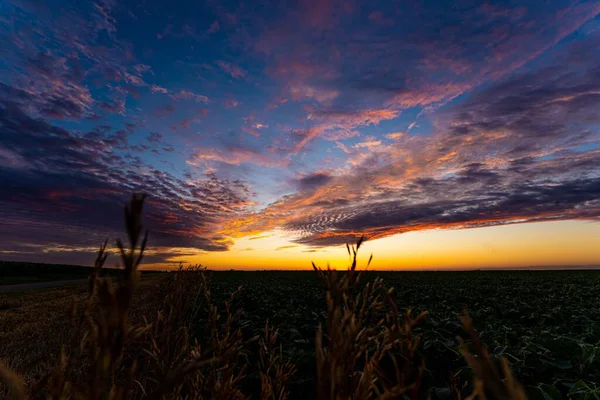 Sunset Soybean Field Atlanta Illinois — Stock Photo, Image