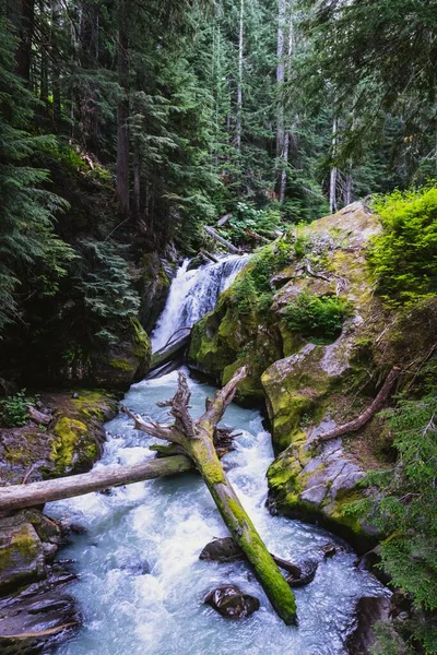 Płynąca Rzeka Otoczona Gęstymi Drzewami — Zdjęcie stockowe