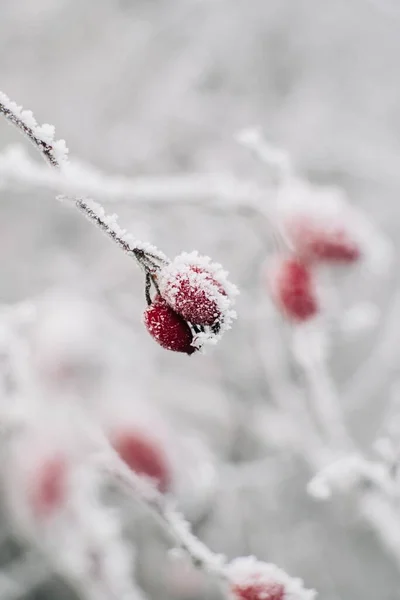 Primo Piano Mirtillo Rosso Coperto Neve Inverno — Foto Stock