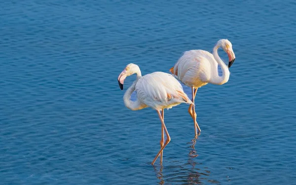 Närbild Två Större Flamingos Som Står Blått Och Stilla Vatten — Stockfoto