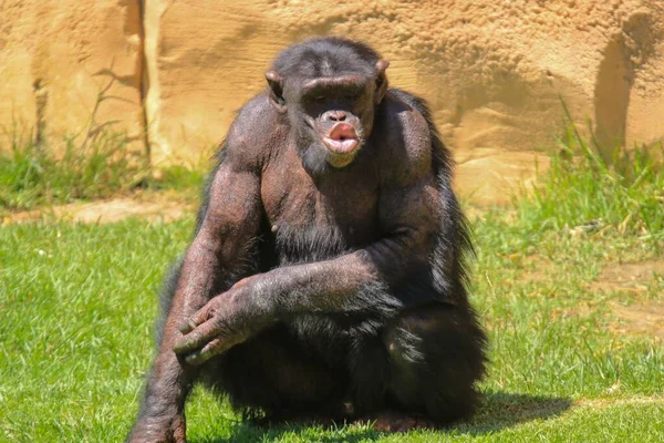 Närbild Schimpans Som Gör Ett Roligt Ansikte Ett Djurreservat — Stockfoto