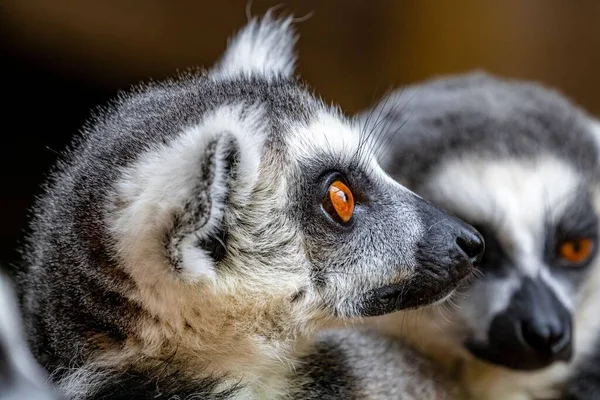 Closeup Shot Two Lemurs Zoo Blurred Background — Stock Photo, Image