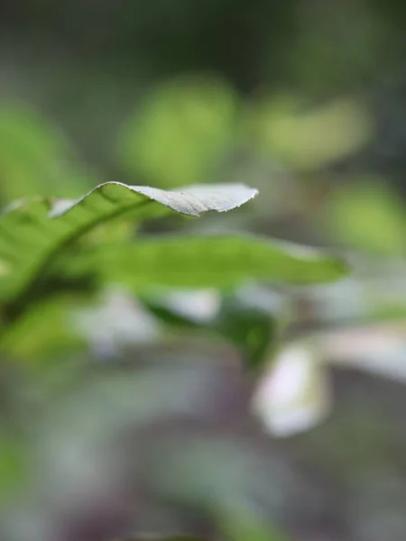 Egy Függőleges Felvétel Egy Növényről — Stock Fotó