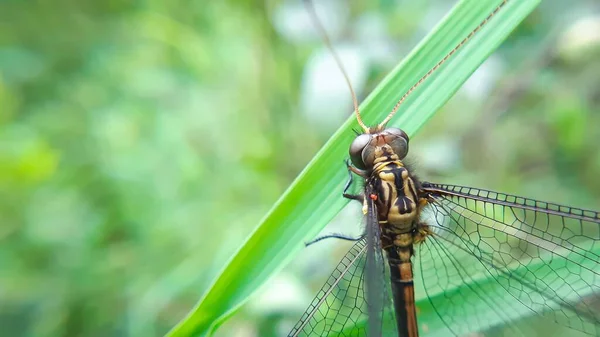 Ein Flacher Fokus Einer Libelle Auf Einem Grünen Blatt — Stockfoto