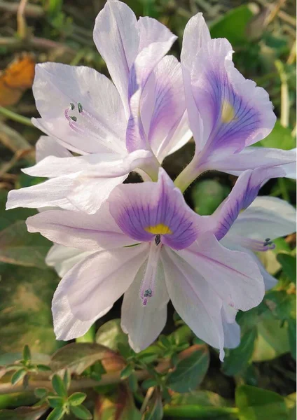 Vertikal Närbild Den Känsliga Gemensamma Vatten Hyacint Eichhornia Crassipes Lavendel — Stockfoto