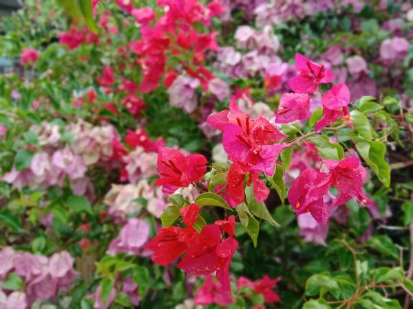 Malowniczy Widok Purpurowych Różowych Kwiatów Weigela Ogrodzie Ciągu Dnia — Zdjęcie stockowe