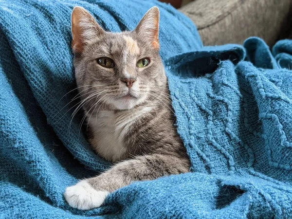 Μια Κοντινή Φωτογραφία Μιας Αξιολάτρευτης Γκρίζας Γάτας Ξαπλωμένης Μια Μπλε — Φωτογραφία Αρχείου