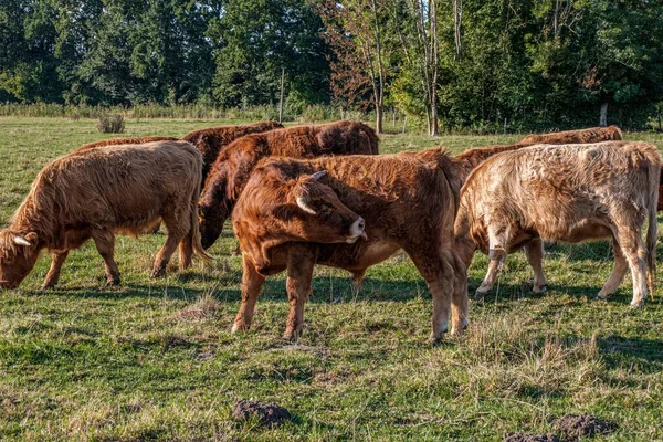 Várias Vacas Montanhosas Prado — Fotografia de Stock