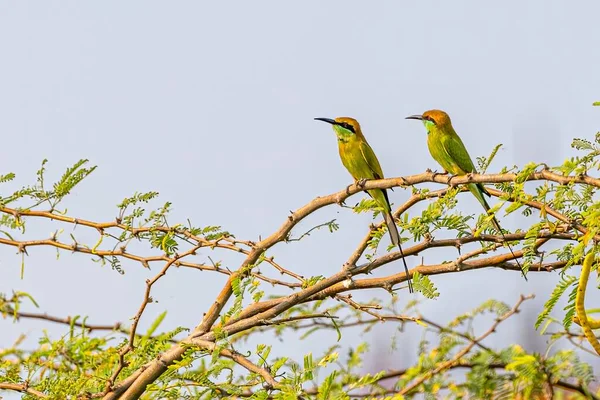 Bir Ağaç Dalına Tüneyen Güzel Yeşil Arı Yiyen Kuşların Yakın — Stok fotoğraf