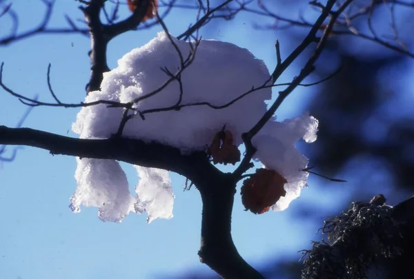 Маленька Купа Снігу Дереві Тлі Розмивання — стокове фото