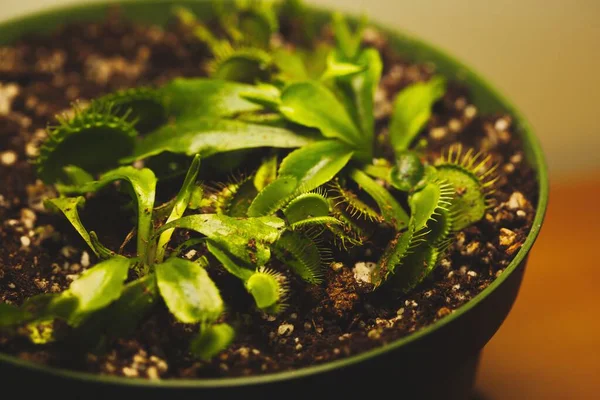Tiro Close Planta Muscipula Dionaea Pote — Fotografia de Stock