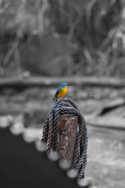 Una Foto Color Selectiva Pájaro Pájaro Pájaro Vientre Naranja —  Fotos de Stock