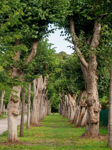 Ein Schöner Blick Auf Reihen Saftig Grüner Bäume Die Einen — Stockfoto