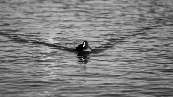 Gölette Yüzen Bir Yaban Ördeği — Stok fotoğraf