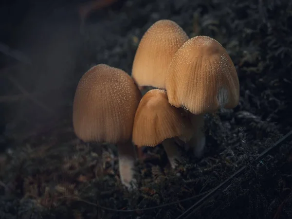 Colpo Verticale Funghi Piccolo Cappello Mica Coprinellus Micaceus Sullo Sfondo — Foto Stock