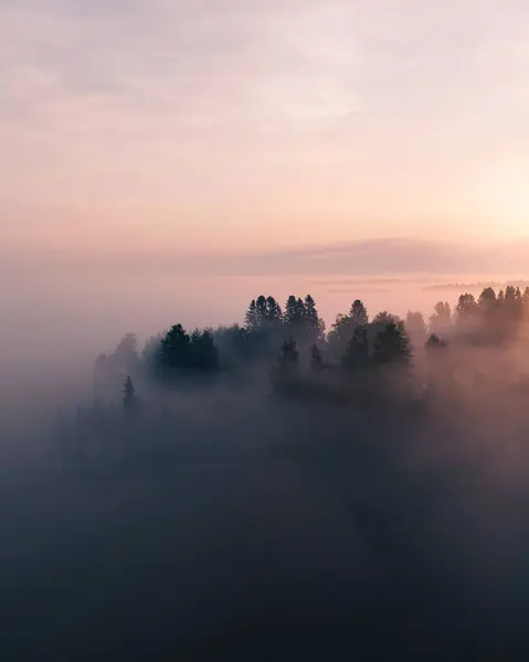 Una Vista Aérea Vertical Del Bosque Nublado Con Frondosos Abetos —  Fotos de Stock