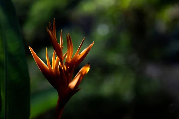Bir Cennet Kuşu Çiçeğinin Makrosu — Stok fotoğraf