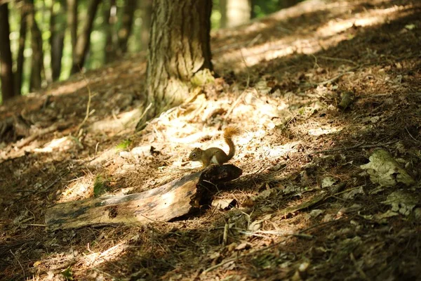 캐나다 온타리오주의한 숲에서 다람쥐 — 스톡 사진