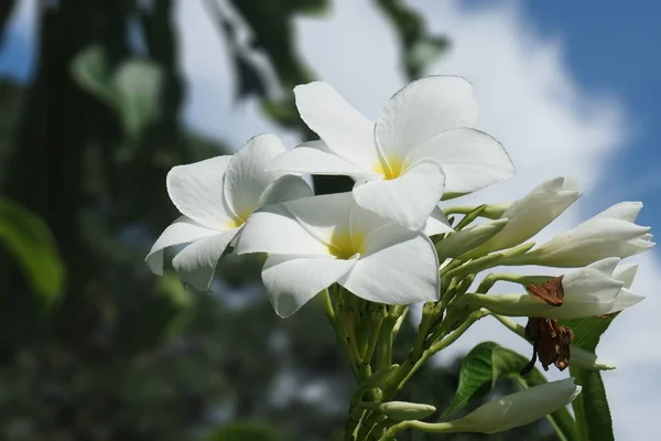 Una Hermosa Vista Flores Blancas Jardín —  Fotos de Stock