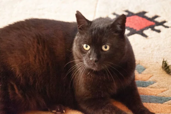 Siyah Bir Kedinin Renkli Bir Halıda Yerde Yatarken Çekilmiş Yakın — Stok fotoğraf