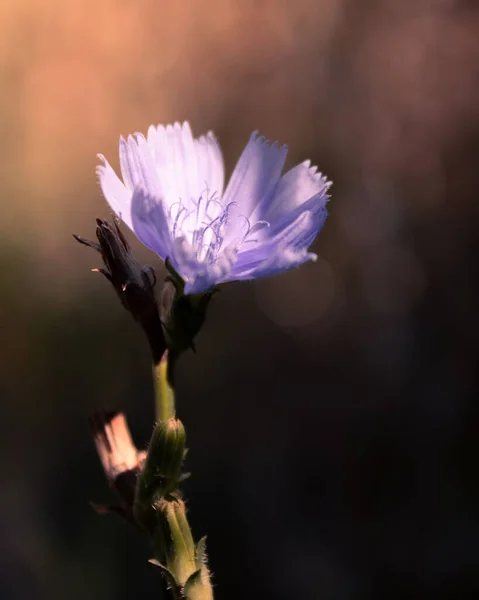 Fiore Selvatico Cicoria Viola Comune Cichorium Intybus Giardino Con Sfondo — Foto Stock