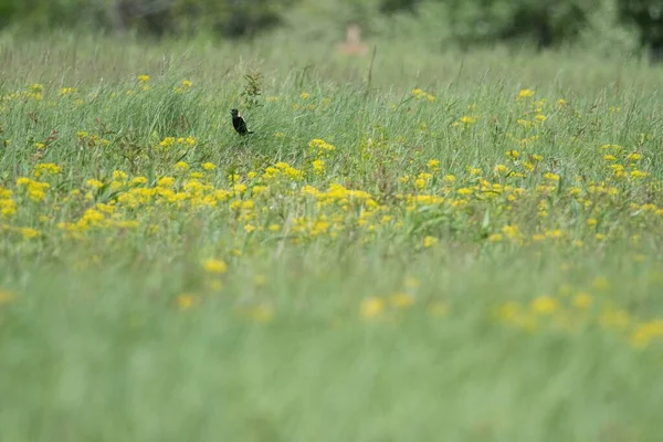 Vue Corbeau Perché Dans Prairie Avec Des Fleurs Jaunes — Photo