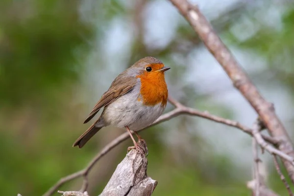 一只可爱的林地知更鸟栖息在树枝上的特写镜头 — 图库照片