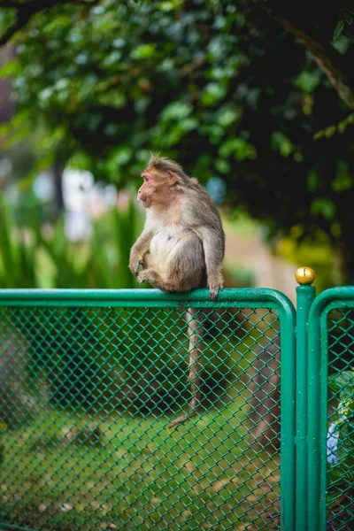 Shallow Focus Monkey Sitting Green Fence Park — Stock Photo, Image