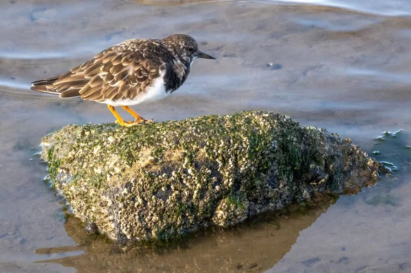 海滩上的一块苔藓岩上 一只小飞鸟的特写镜头 — 图库照片