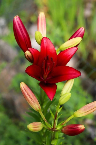 Pionowe Zbliżenie Czerwonych Lilii Lilium Brownii Pąki Przechwytywane Ogrodzie Kwiatu — Zdjęcie stockowe