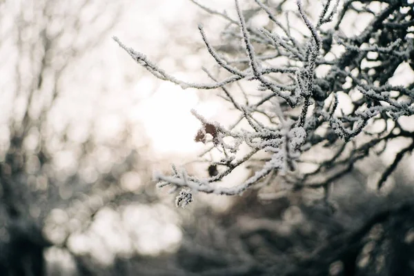 Крупним Планом Гілочки Дерева Вкриті Снігом Взимку — стокове фото