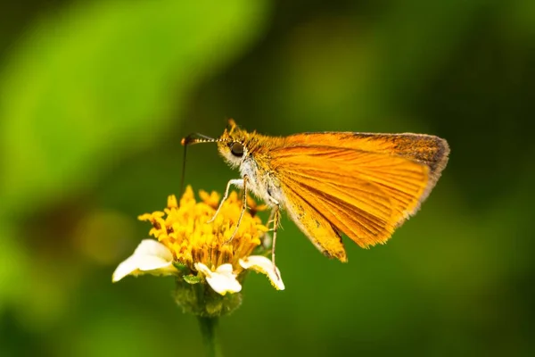 Detailní Záběr Motýla Nejmenšího Kapitána Žlutém Květu — Stock fotografie