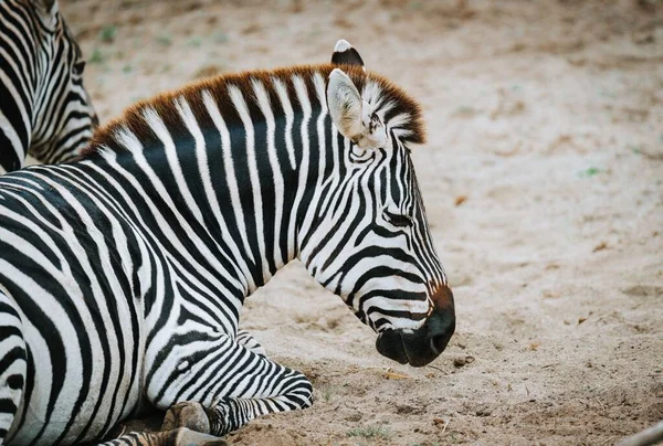 A closeup of a zebra sitting on sandy ground
