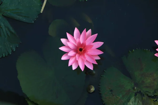 Detailní Záběr Růžového Lotosového Květu Vodě Obklopeného Zelenými Listy — Stock fotografie