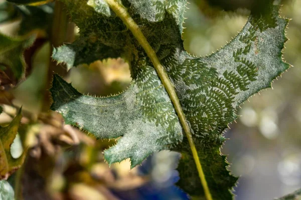 Yeşil Yaprağın Yakın Plan Çekimi Bulanık Arka Planda Bir Bitkinin — Stok fotoğraf