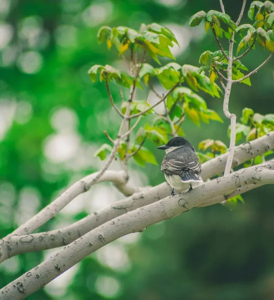 Una Hermosa Toma Pájaro Rey Oriental Árbol — Foto de Stock