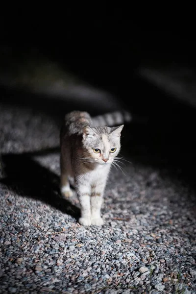 Ett Vertikalt Skott Katt Natten — Stockfoto