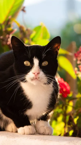 Selective Focus Black Cat Looking Camera — Stock Photo, Image