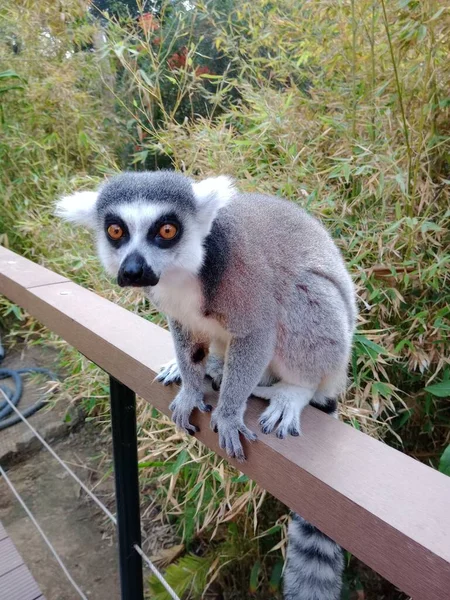 Disparo Vertical Lémur Cola Anillada Lemur Catta Sentado Sobre Una —  Fotos de Stock