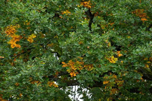 Den Grönskande Eken Med Bruna Löv Hösten — Stockfoto