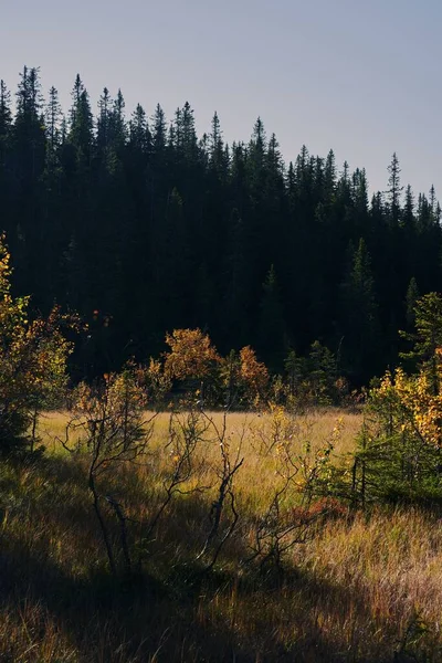 Вертикальный Снимок Леса Свартдальстерна Горах Тотенаасен Осенью — стоковое фото