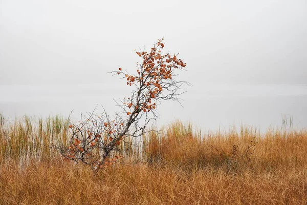Yoğun Bir Sis Altında Göl Kenarında Yetişen Turuncu Otlarla Dolu — Stok fotoğraf